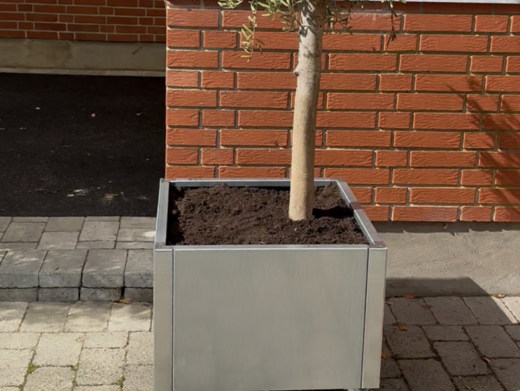 60-galvaniseret-oliventrae