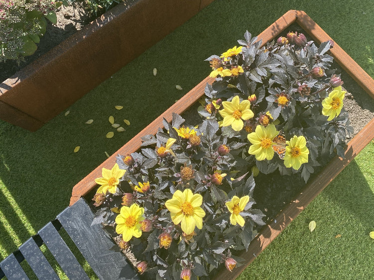 EDGY-corten-plantekasse