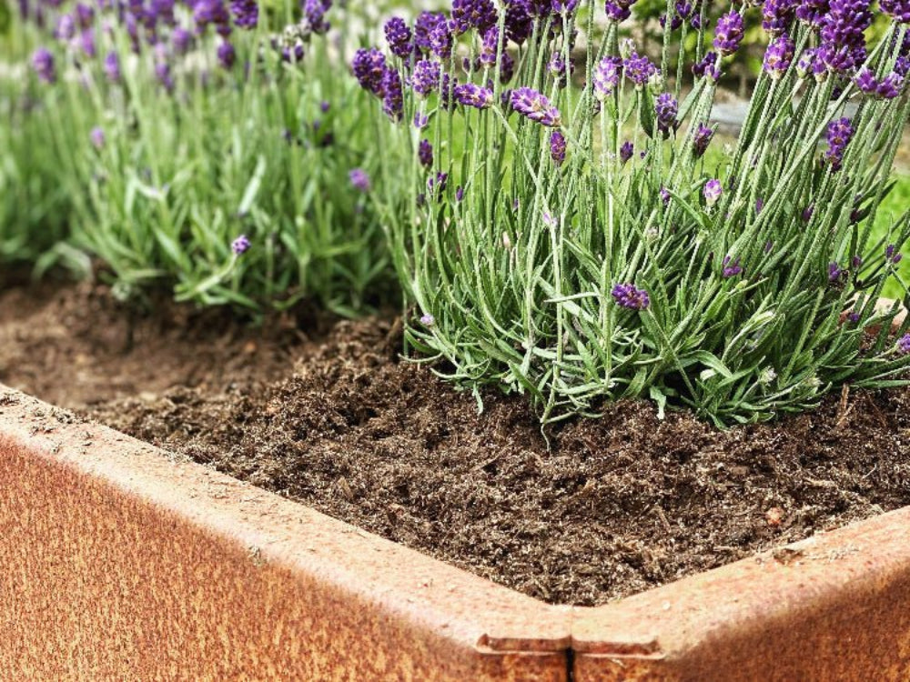 Detalje af EDGY højbed i cortenstål med lavendel og jordcm