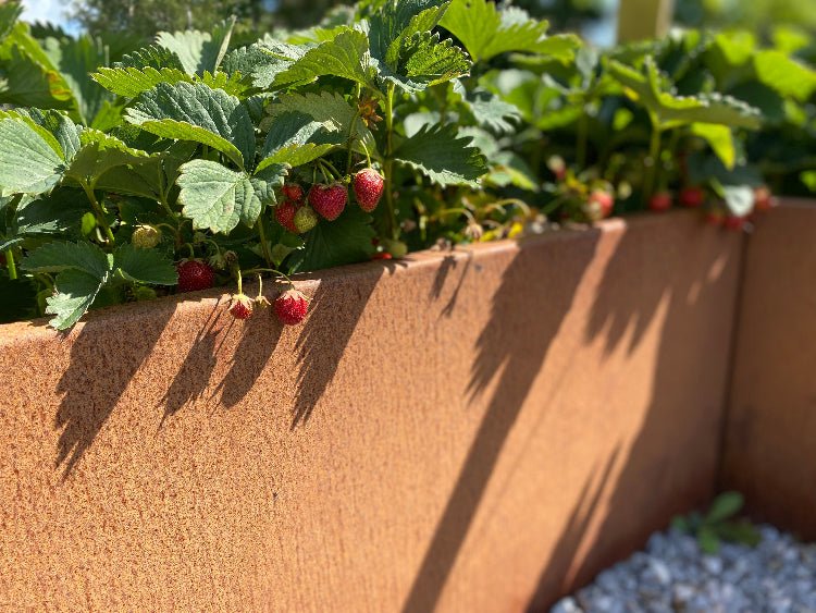 Cortenstål plantekasse CUBY bredde 40 x H80 cm - Flere længder