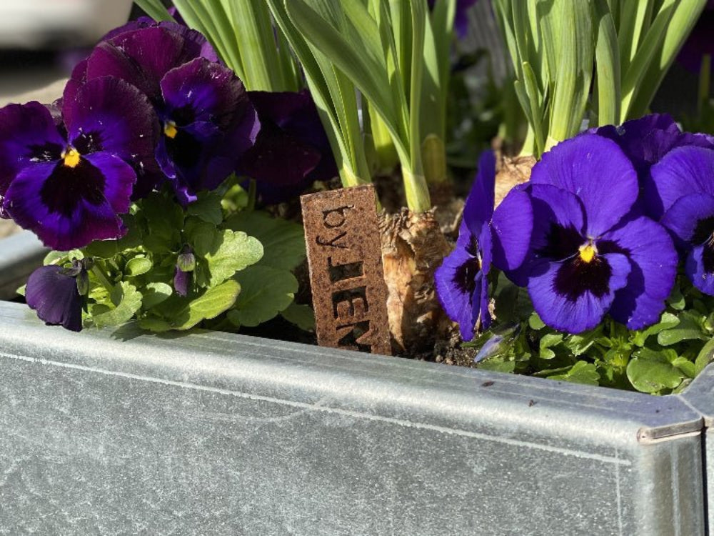 Galvaniseret EDGY højbed med lilla stedmoderblomster og forårsplanter