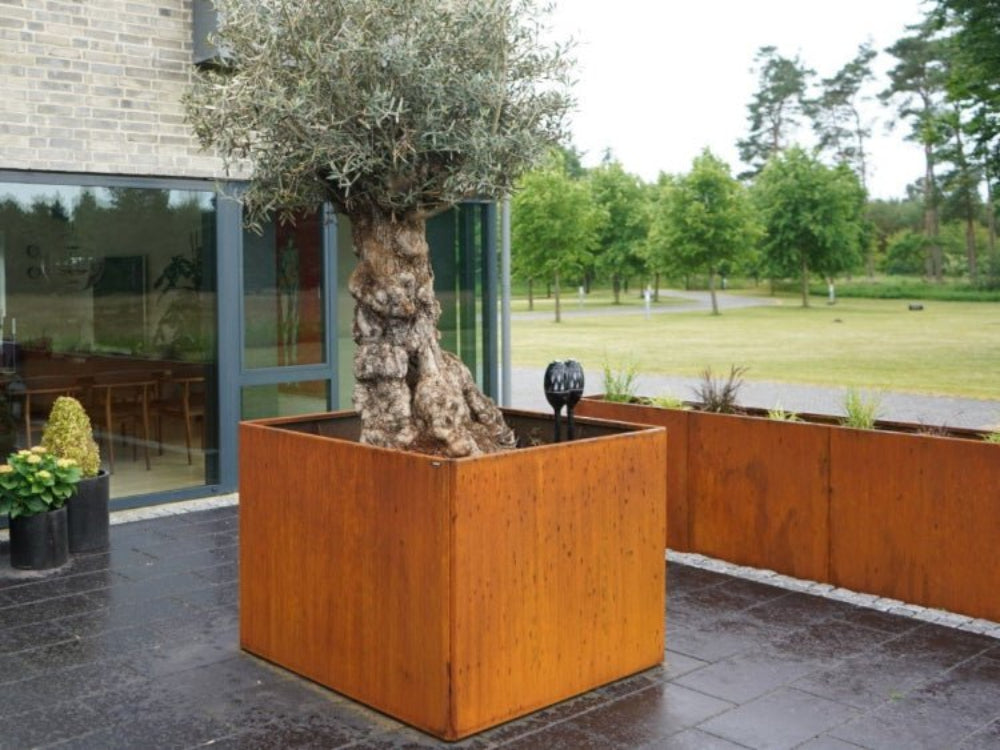 Kvadratisk EDGY plantekasse i cortenstål med oliventræ