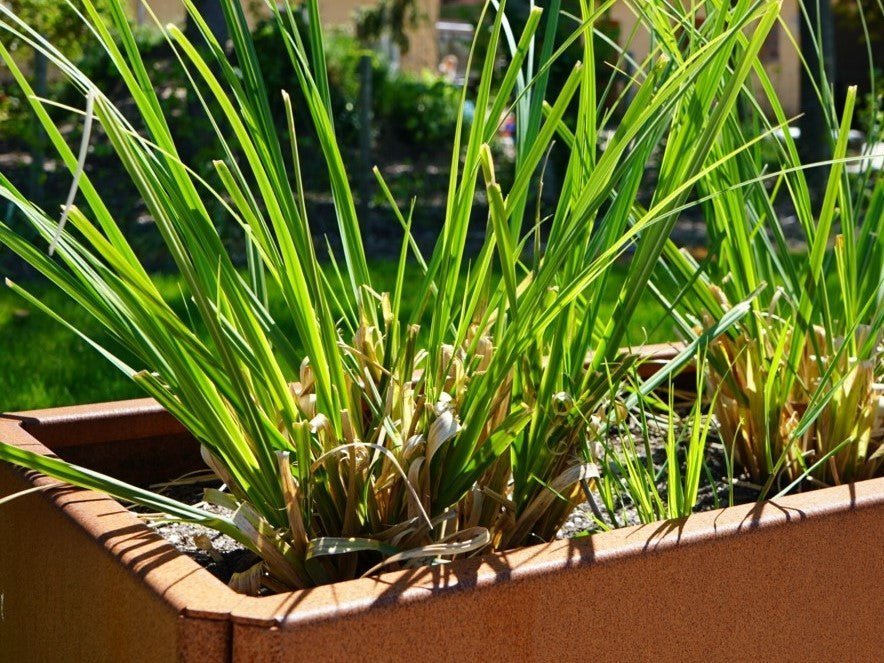 cortenstål højbedeEDGY