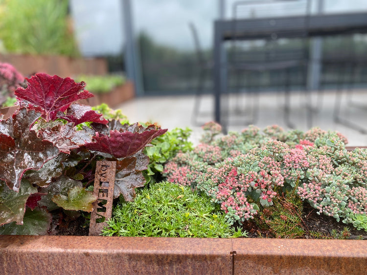 Sedum i cortenståls plantekasser