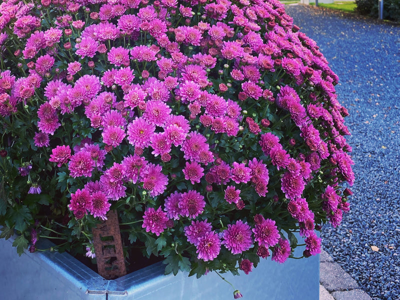 EDGY plantekasse med lilla blomster