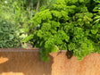 Corten plantekasse CUBY bredde 40 x H40 cm - Flere længder
