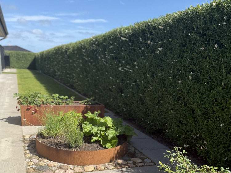 Ottos-have-sommer7