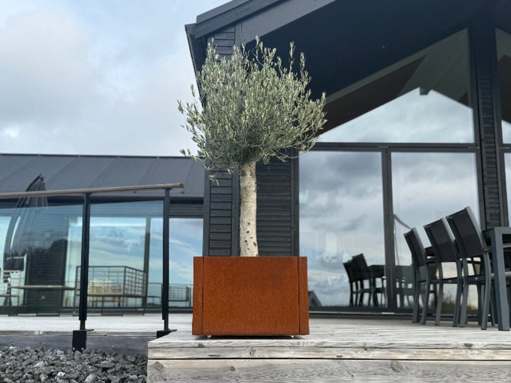 CUBY plantekasse i cortenstål med oliventræ foran moderne hus