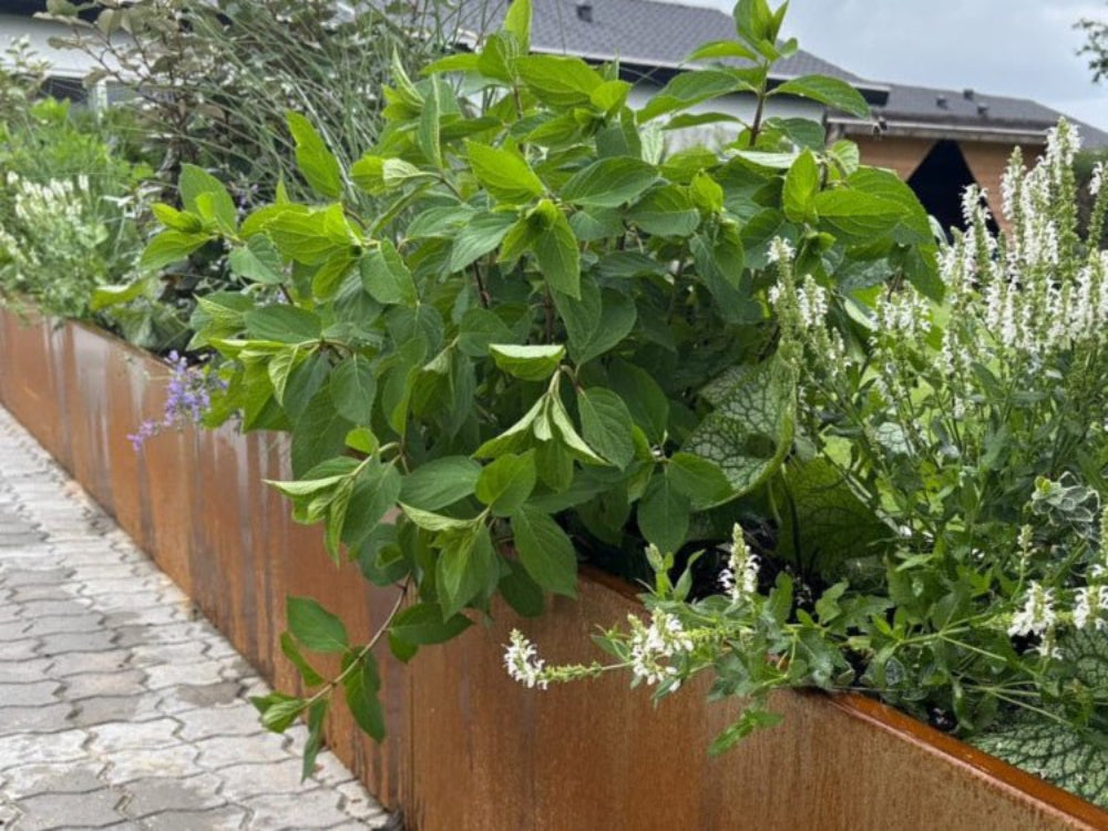 CUBY plantekasse i cortenstål med friske urter i køkkenhave