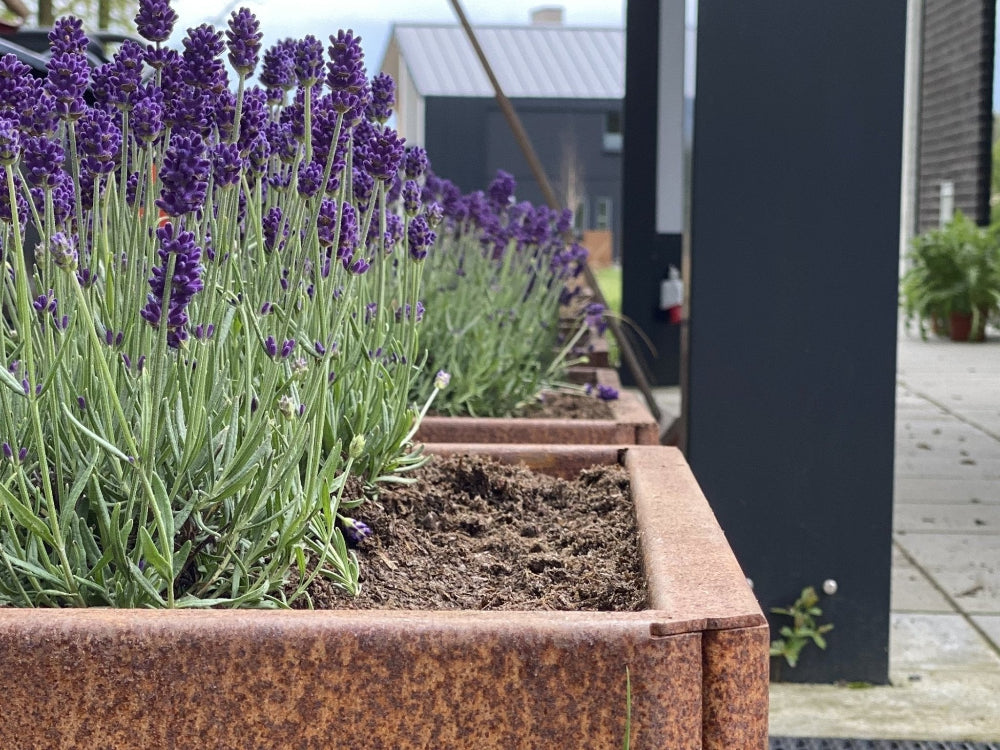 Nærbillede af EDGY højbed i cortenstål med lavendel og rustoverflade