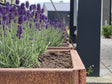 Nærbillede af EDGY højbed i cortenstål med lavendel og rustoverflade