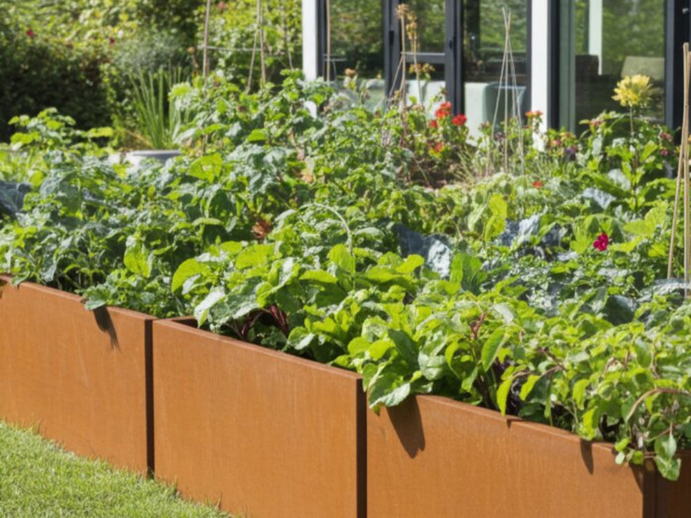 EDGY lang plantekasse i cortenstål med grøntsager i køkkenhave