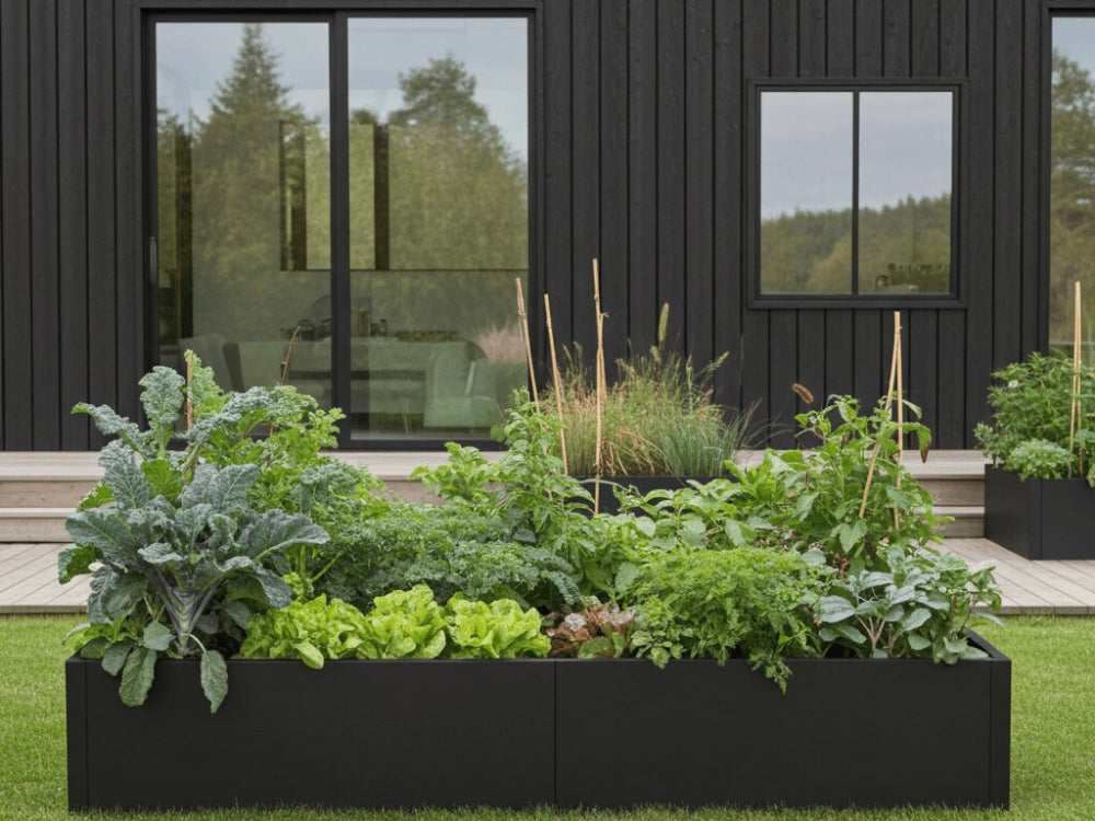 Sort højbed i stål med kål, salat og krydderurter i køkkenhave ved moderne bolig