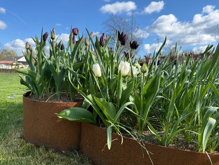 Bedring i cortenstål med tulipaner i forårsbed