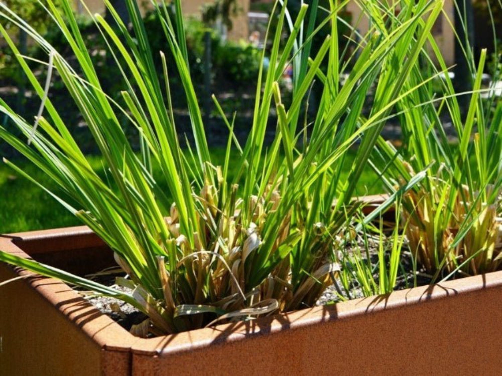 Detalje af EDGY høj plantekasse i cortenstål med prydgræs