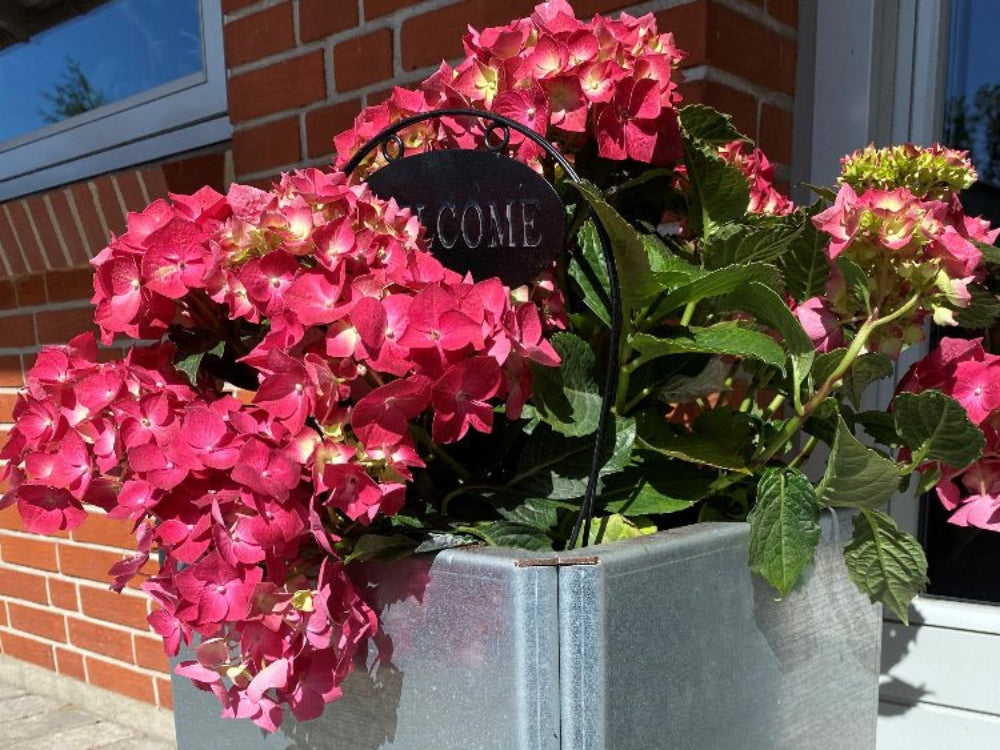 Detalje af EDGY plantekasse i galvaniseret stål med hortensia