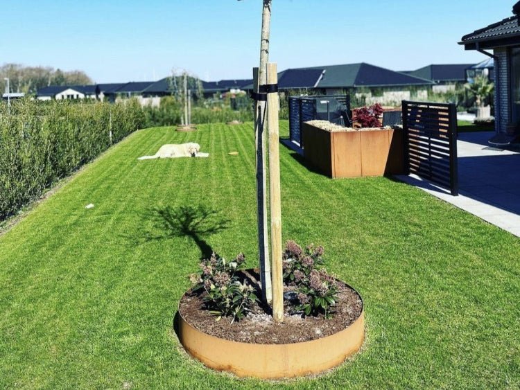Bedring i cortenstål omkring nyplantet træ på græsplæne